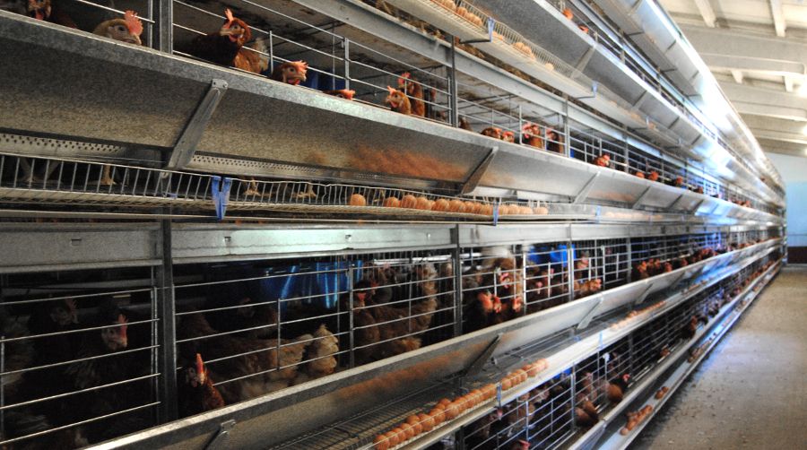 Egg Conveyor Belt in Poultry Farm